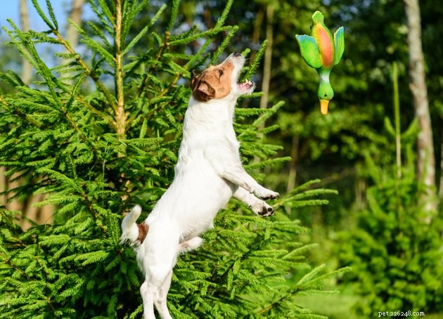 Boost Your Dog’s Well‑Being: Empower Them With More Choices