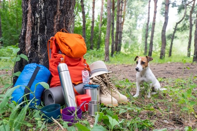 4 Essential Factors Before Adopting a Dog, Expert Trainer Insights