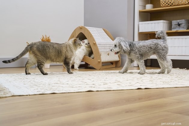 4 Essential Factors Before Adopting a Dog, Expert Trainer Insights