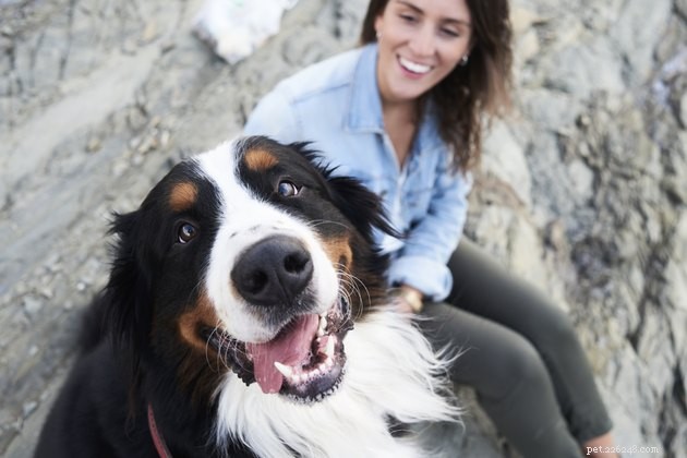 LIMA Training: The Humane, Trust‑Building Approach for Dogs