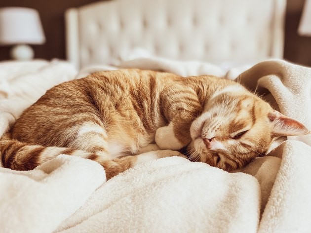 Top-Rated Pet Blankets of 2022: Comfort, Durability & Style