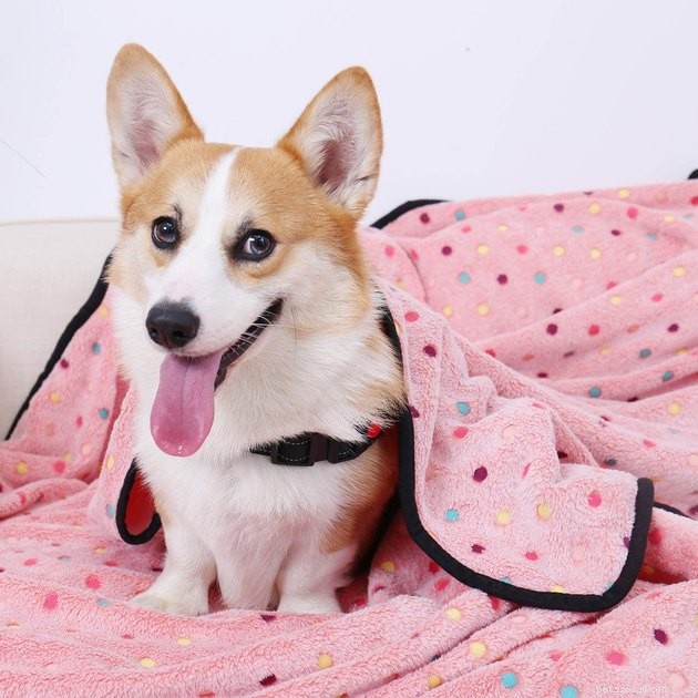 Top-Rated Pet Blankets of 2022: Comfort, Durability & Style