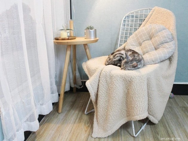 Top-Rated Pet Blankets of 2022: Comfort, Durability & Style
