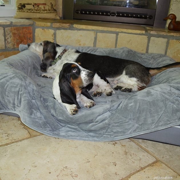 Top-Rated Pet Blankets of 2022: Comfort, Durability & Style