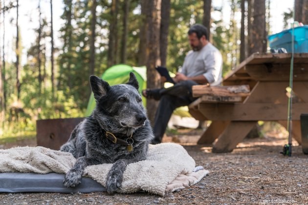 Top 2022 Outdoor Dog Beds: Comfort & Durability for Your Furry Friend