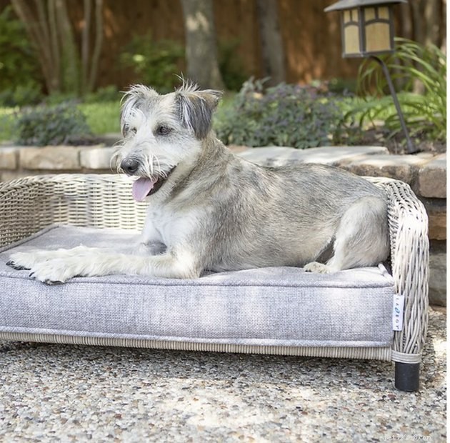 Top 2022 Outdoor Dog Beds: Comfort & Durability for Your Furry Friend