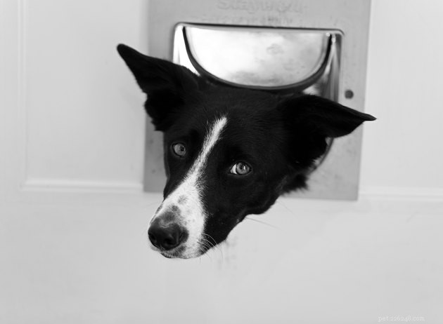 Top 2022 Electronic Pet Doors: Smart, Secure, Easy Install