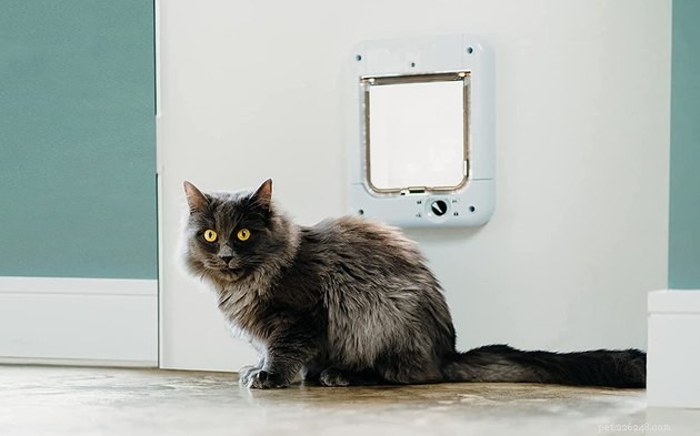 Top 2022 Electronic Pet Doors: Smart, Secure, Easy Install