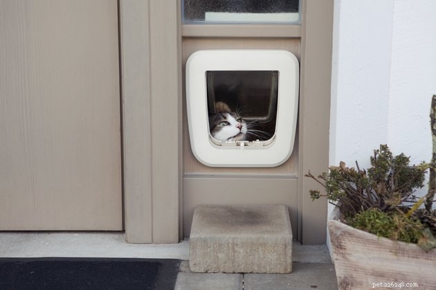 Top 2022 Electronic Pet Doors: Smart, Secure, Easy Install