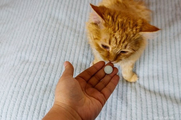 Understanding Fear-Free Care: Reducing Pet Stress at Every Visit