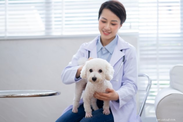 Understanding Fear-Free Care: Reducing Pet Stress at Every Visit