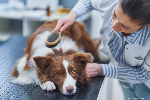Understanding Fear-Free Care: Reducing Pet Stress at Every Visit