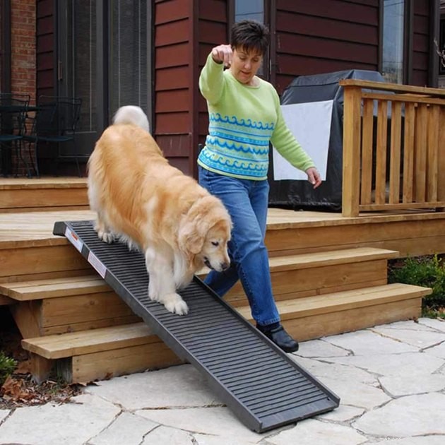 Top Pet Stairs of 2022: Expert Picks for Cats & Dogs