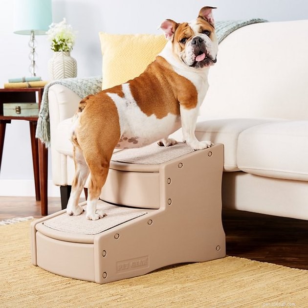 Top Pet Stairs of 2022: Expert Picks for Cats & Dogs
