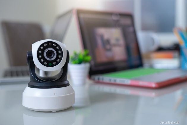 Top Pet Cameras of 2022: Stay Connected to Your Furry Friend