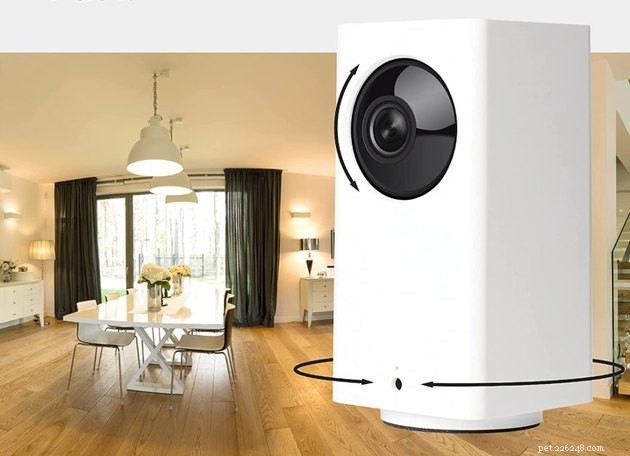 Top Pet Cameras of 2022: Stay Connected to Your Furry Friend
