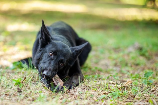Top 2022 Dog Chews: Safe, Durable, and Delicious Picks