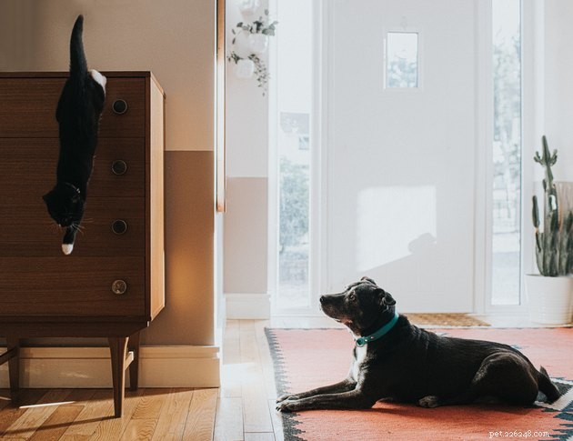 Top Pet Cameras of 2022: Stay Connected to Your Furry Friend