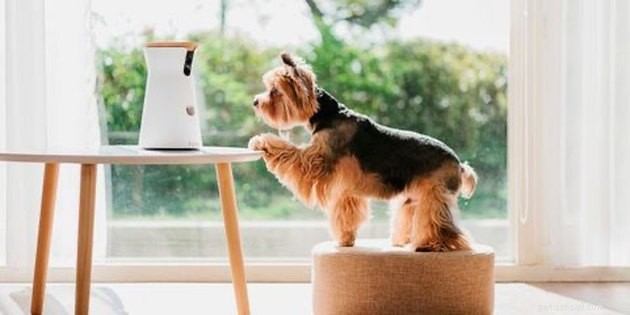 Top Pet Cameras of 2022: Stay Connected to Your Furry Friend