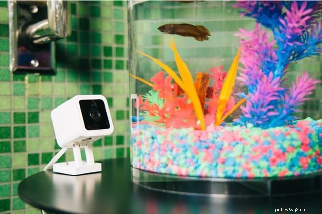 Top Pet Cameras of 2022: Stay Connected to Your Furry Friend