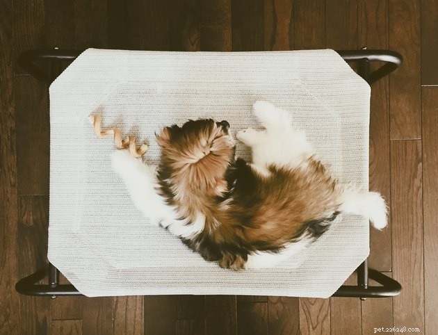 Top 2022 Dog Chews: Safe, Durable, and Delicious Picks