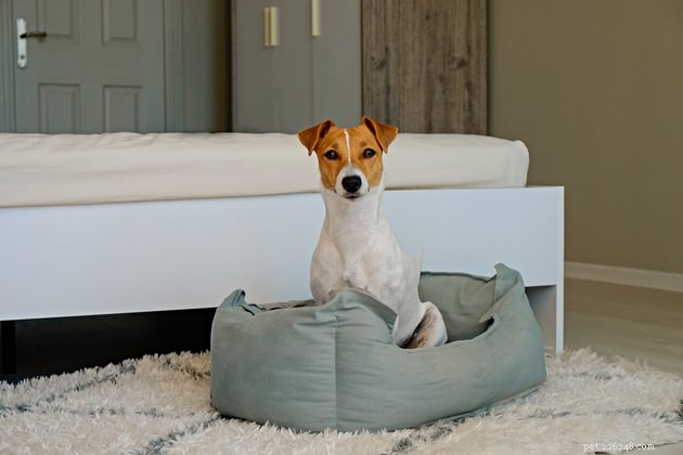 Top Heated Dog Beds of 2022: Comfort & Warmth for Your Pet