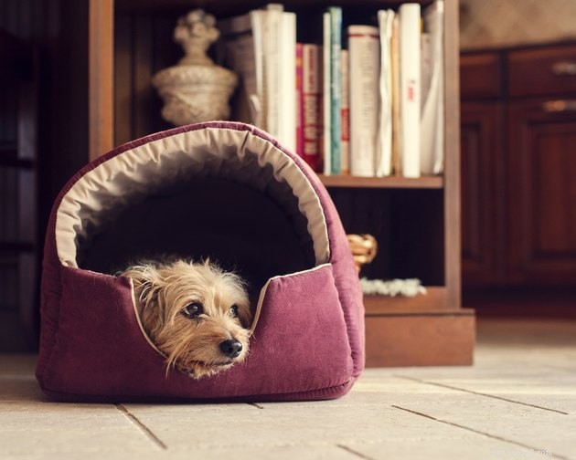 Top Heated Dog Beds of 2022: Comfort & Warmth for Your Pet