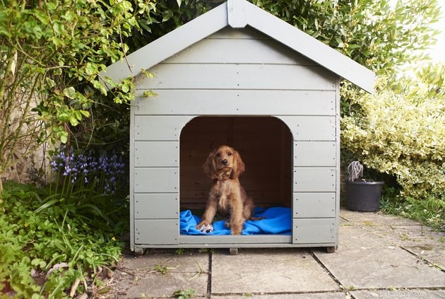 Top Dog Houses of 2022: Comfort, Durability, and Style