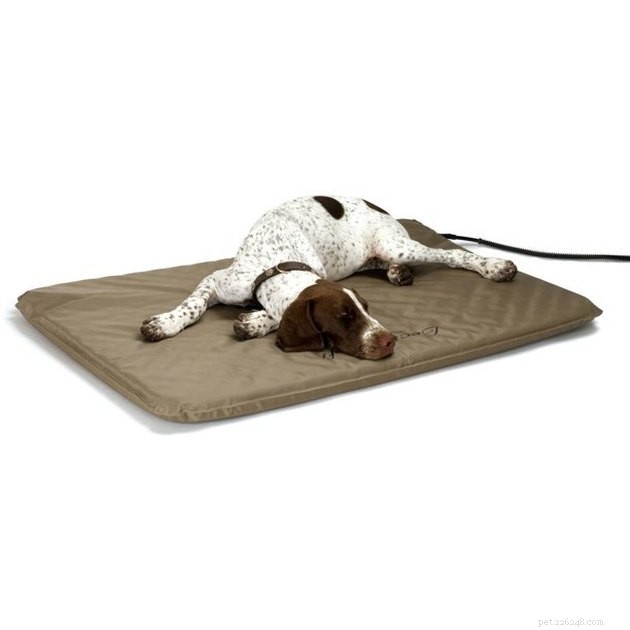 Top Heated Dog Beds of 2022: Comfort & Warmth for Your Pet