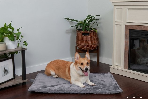 Top Heated Dog Beds of 2022: Comfort & Warmth for Your Pet