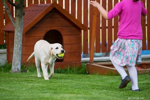 Top Dog Houses of 2022: Comfort, Durability, and Style