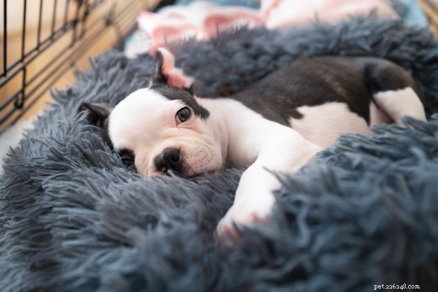 Top Dog Crate Beds of 2022 – Comfort, Safety, and Style