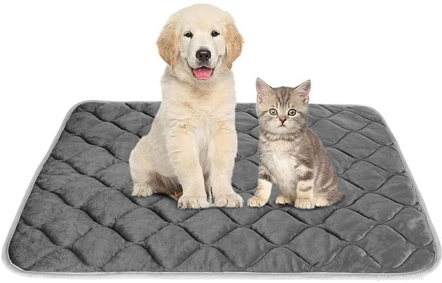 Top Dog Crate Beds of 2022 – Comfort, Safety, and Style