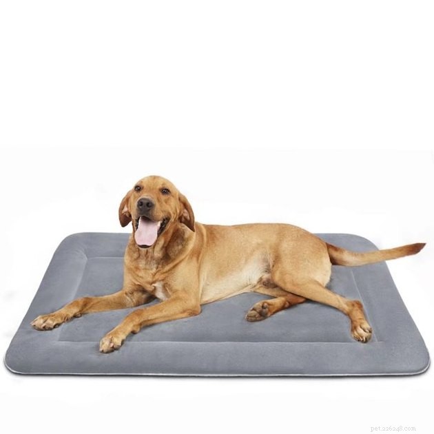 Top Dog Crate Beds of 2022 – Comfort, Safety, and Style