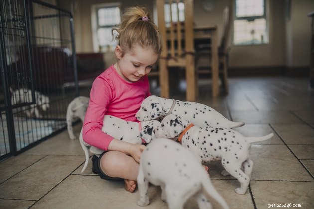 Top 2022 Dog Playpens: Secure, Spacious, and Perfect for Pups and Adults