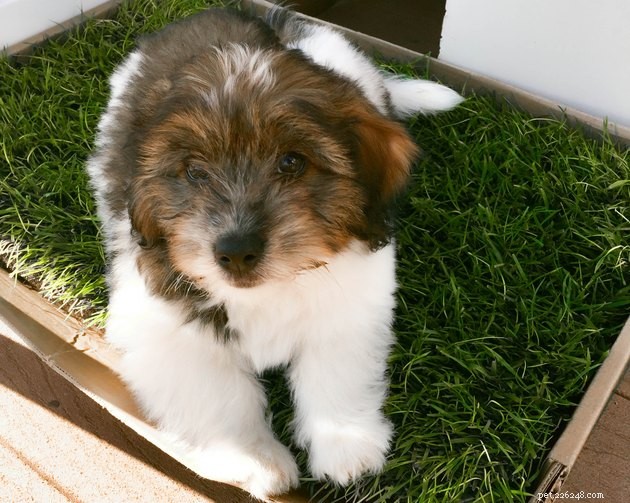 Top 2022 Picks for Grass Dog Potties: Comfort & Cleanliness for Your Pet