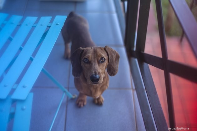 Top 2022 Picks for Grass Dog Potties: Comfort & Cleanliness for Your Pet