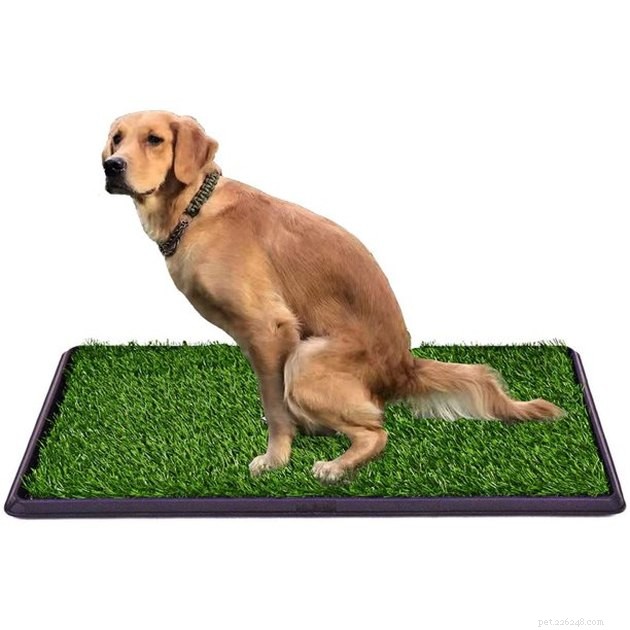 Top 2022 Picks for Grass Dog Potties: Comfort & Cleanliness for Your Pet