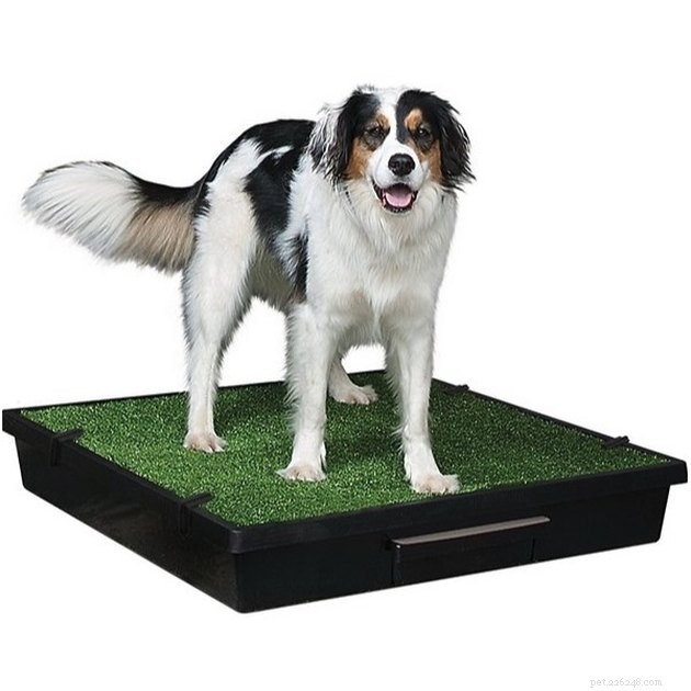 Top 2022 Picks for Grass Dog Potties: Comfort & Cleanliness for Your Pet