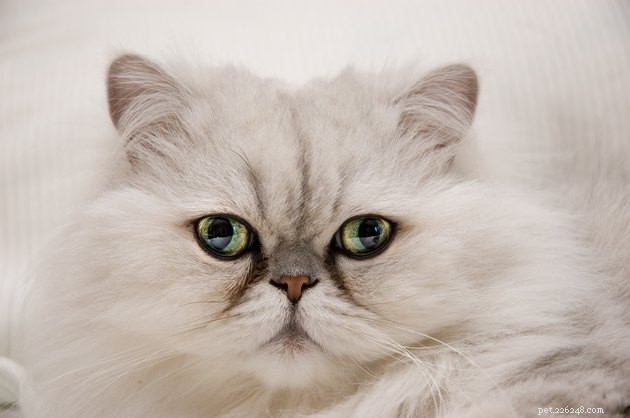 Top Tear Stain Removers for Dogs & Cats – 2022 Expert Guide