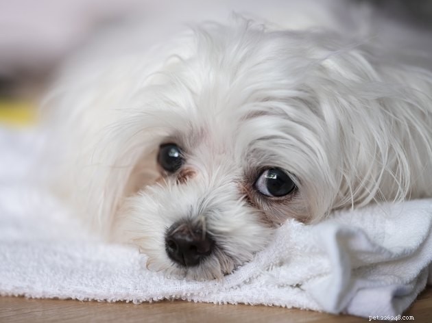 Top Tear Stain Removers for Dogs & Cats – 2022 Expert Guide