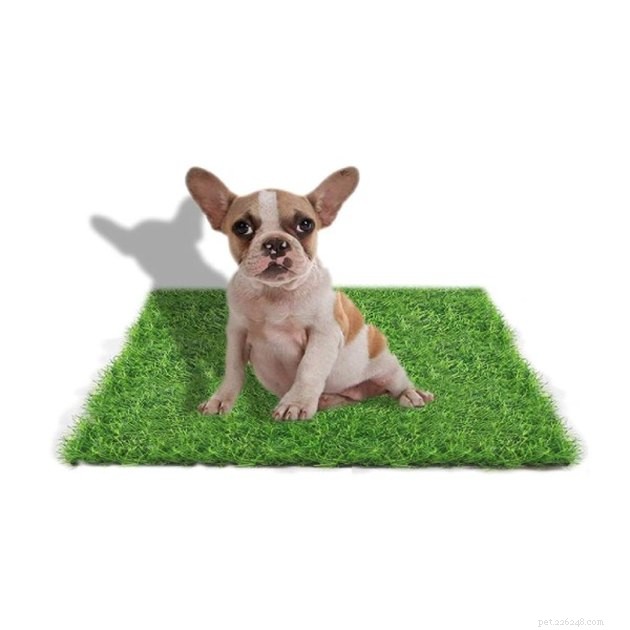Top 2022 Picks for Grass Dog Potties: Comfort & Cleanliness for Your Pet