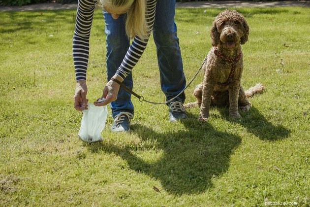 Top Dog Poop Bags of 2022: Durable, Eco‑Friendly Picks for Every Owner