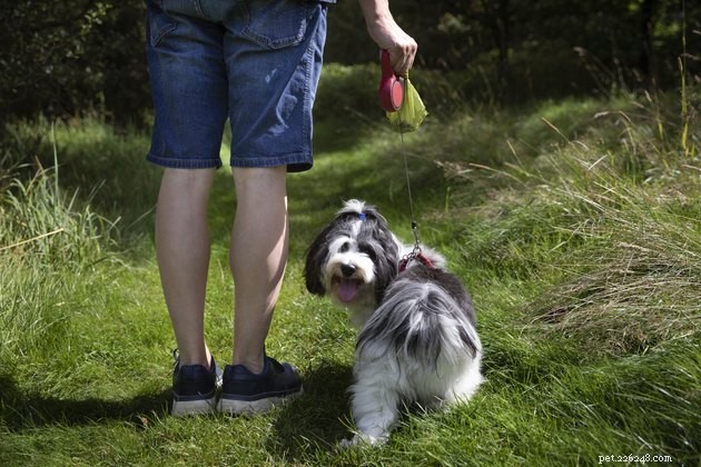 Top Dog Poop Bags of 2022: Durable, Eco‑Friendly Picks for Every Owner