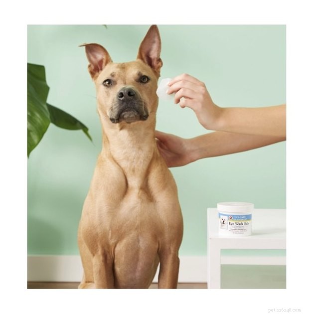 Top Tear Stain Removers for Dogs & Cats – 2022 Expert Guide