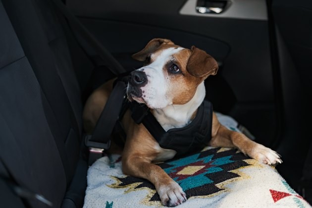 Keep Your Car Spotless: Simple Dog-Friendly Cleaning Tips