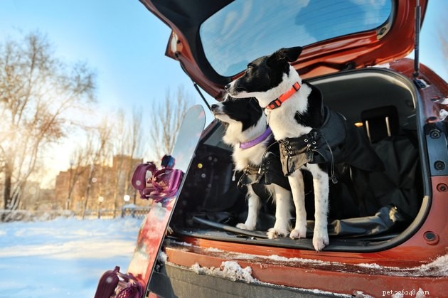 Keep Your Car Spotless: Simple Dog-Friendly Cleaning Tips