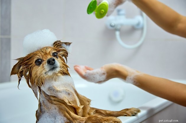 2022 Guide to the Best Skunk Odor Removers for Pets