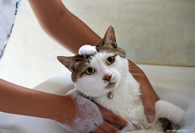 2022 Guide to the Best Skunk Odor Removers for Pets