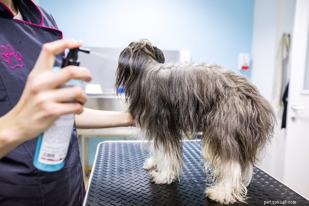 Top Dog Deodorizing Sprays of 2022 – Keep Your Pup Fresh & Odor-Free